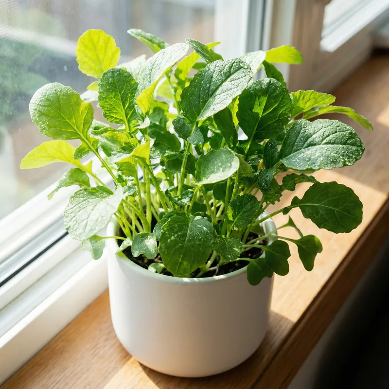 Botanic Green Microgreen - Fresh from the Windowsill Botanic Green Microgreen - Fresh from the Windowsill