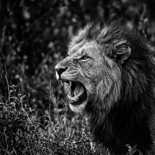 Intense Roaring Lion in High Contrast Black and White