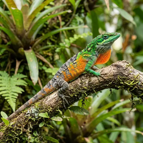 Vibrant Orange, Green, and Gray Lizard