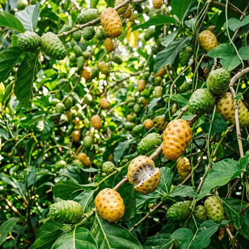Vibrant Noni Fruit Background - Lush Tropical Foliage