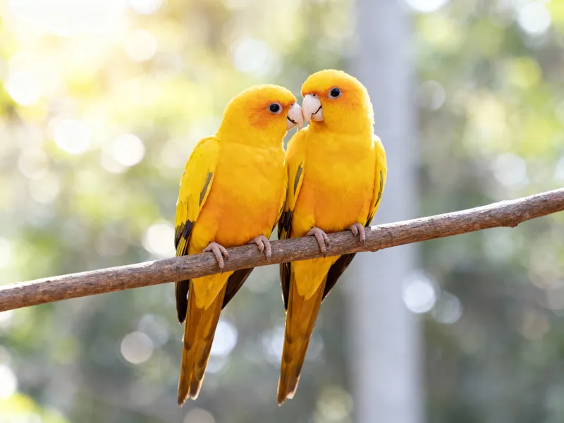 Golden Parrots Nuzzling on a Tree Branch