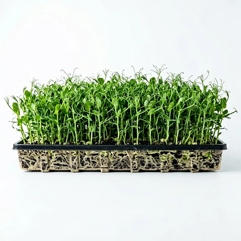 Fresh Green Microgreens on White Background Fresh Green Microgreens on White Background