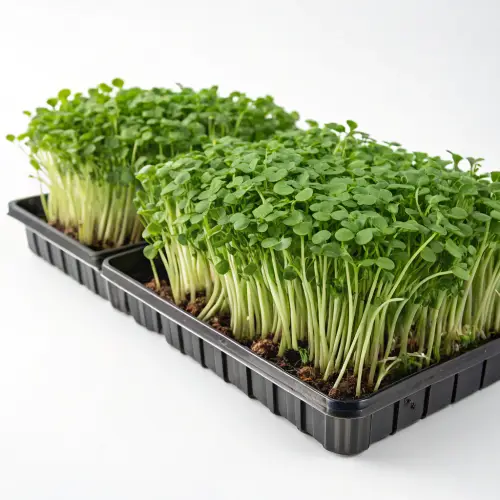 Fresh Green Microgreens on White Background