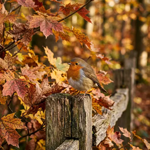 Charming Autumn Robin on a Rustic Fence