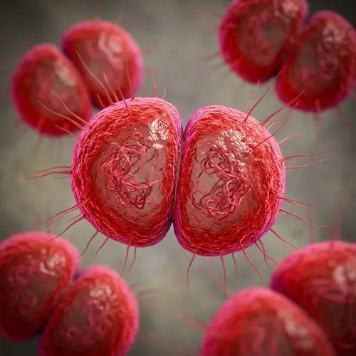 Hyper-Realistic Neisseria Gonorrhoeae 3D Render
