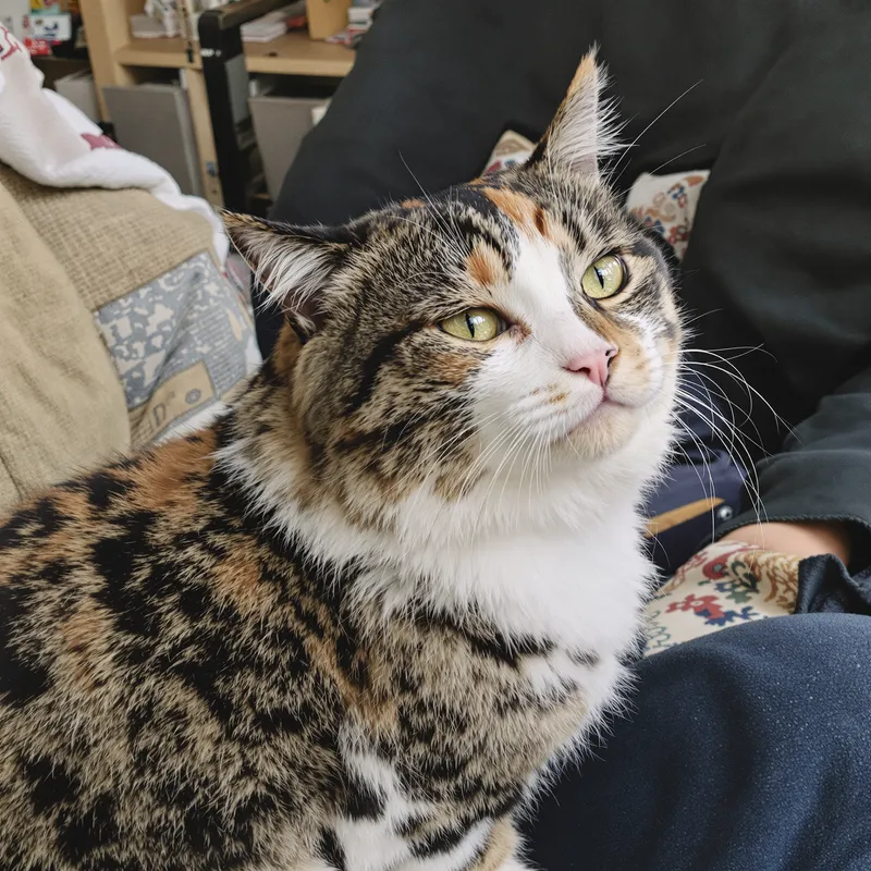 Cute Cat Images and Facts