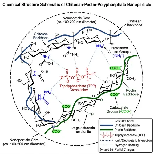 Chitosan-Pectin-Polyphosphate Nanoparticle Structure