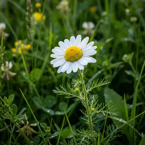 Delicate Chamomile Flower in Lush Green Meadow
