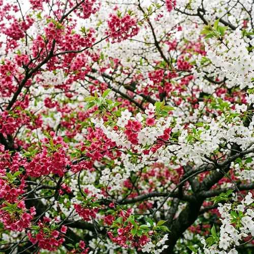 Stunning Sakura Photography in Japanese Style