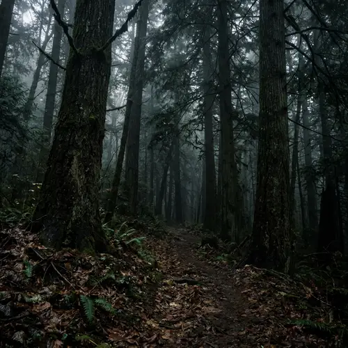 Dark and Gloomy Forest Background Images