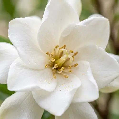 Elegant White Flower in Full Bloom - Macro Photography