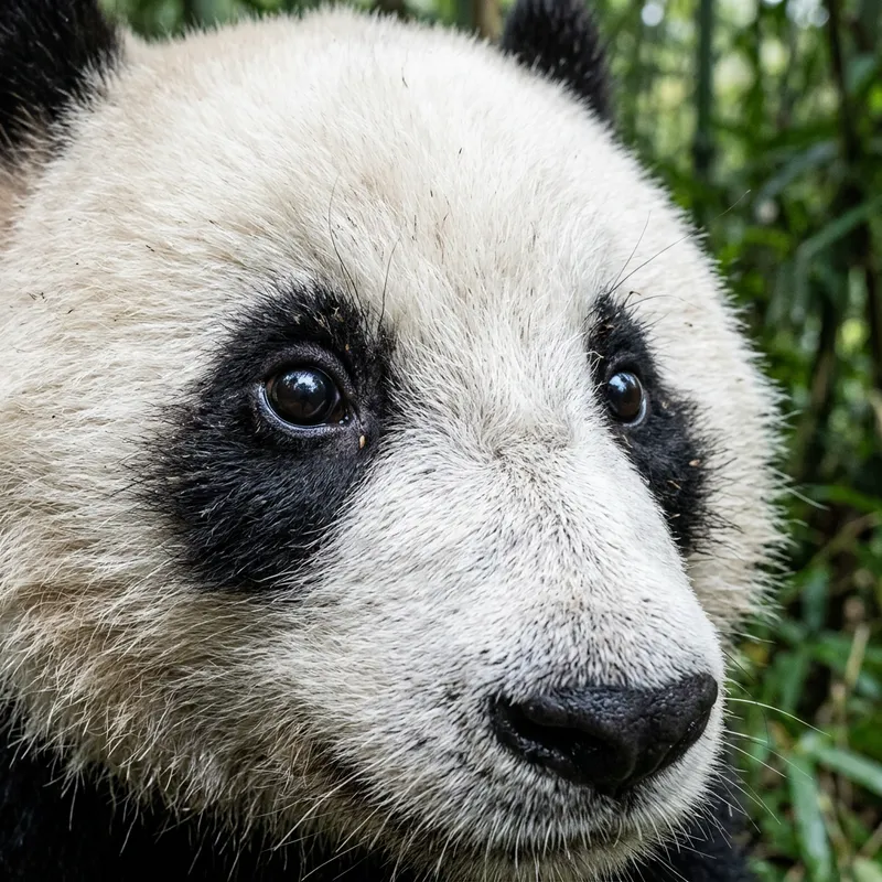 Super Realistic Panda Eyes - Hyper-Realistic Depiction