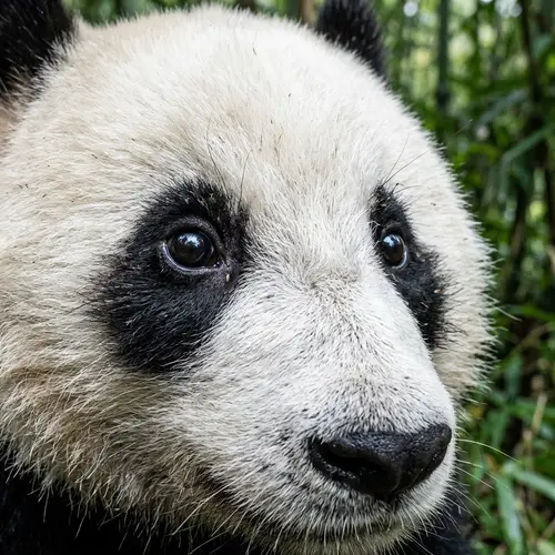 Hyper-Realistic Panda Eyes Depiction