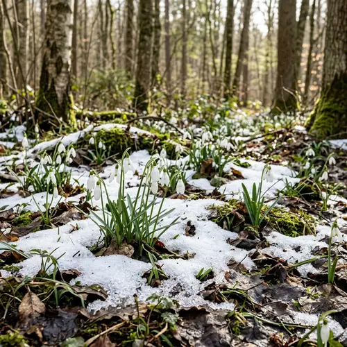 Spring Forest with Snowdrops - Tranquil Scene