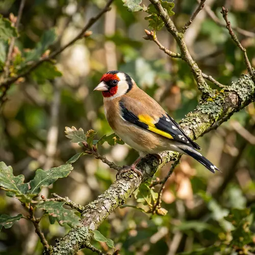 Draw a Bird - Creative Illustration Art