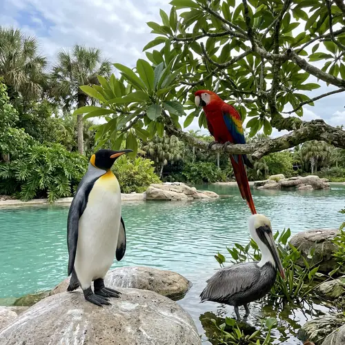 Penguin Parrot Pelican: Unique Bird Species