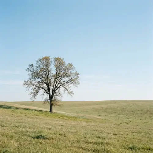 Minimalistic Nature Scene: Tranquil Tree in Open Field