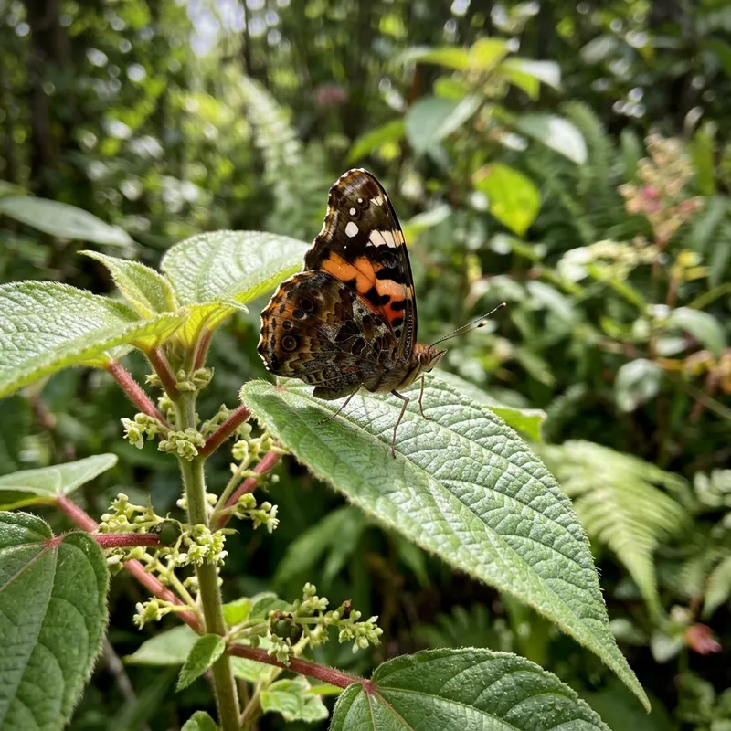 Mamaki Plant with Kamehameha Butterfly Mamaki Plant with Kamehameha Butterfly