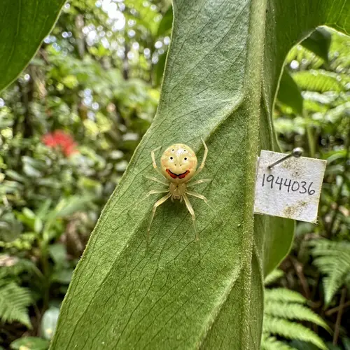 Hawaii's Happy-Faced Spider: Unique and Colorful