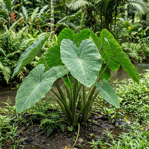 Taro Plant: Benefits and Growing Guide