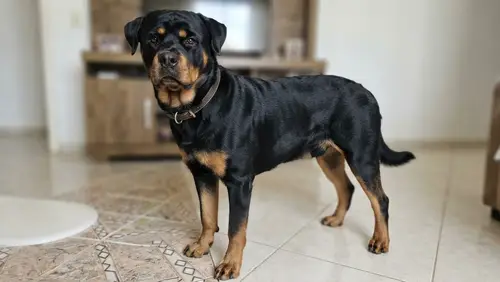 What Will My Puppy Look Like as an Adult Dog?