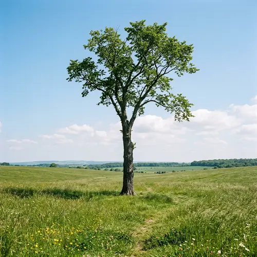 My Photo: Slim Elm Tree in Peaceful Meadow