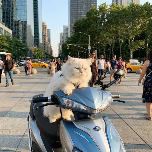 White Fluffy Persian Cat Enjoying an Eco-Friendly Ride in a Modern Electric Vehicle
