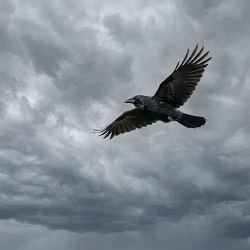 Crow Flying in Gray Sky