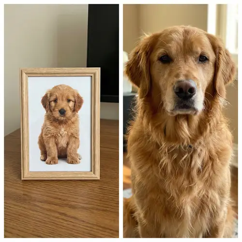 What Will My Puppy Look Like as an Adult Dog?