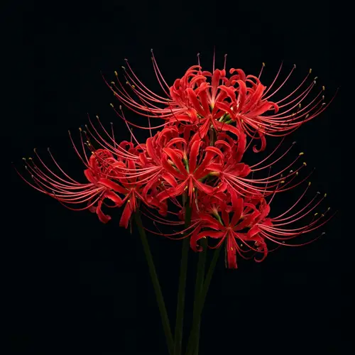 Red Spider Lily Flowers on Black Background