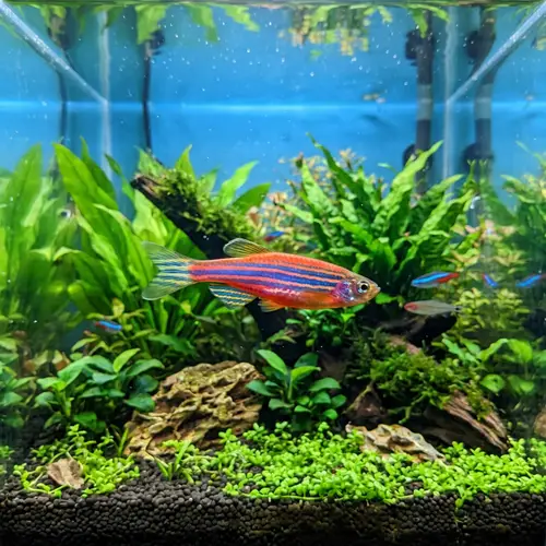 Vibrant Danio Fish in Colorful Aquarium