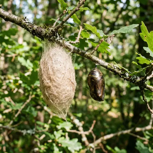 Exploring Unique Cocoons: Textures & Colors