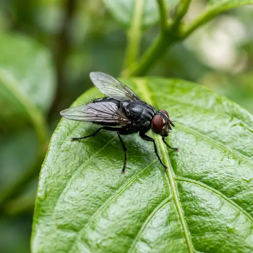 Black Housefly on Green Leaf - Nature Close-up Photo