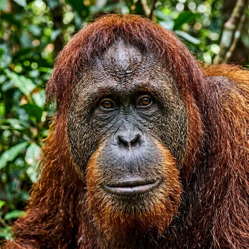 Detailed Orangutan Face Image | Realistic Ape Portrayal