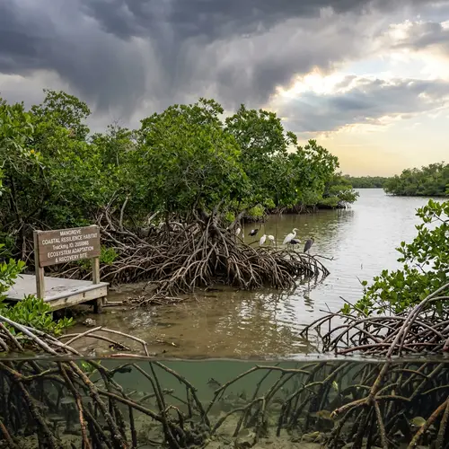 Environmental Resilience: Building a Sustainable Future