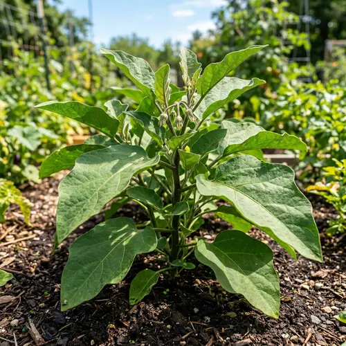 Eggplant Plant Growth Stage: Thriving in Sunny Outdoor Garden