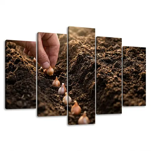 Garlic Growth Stages: From Seed to Harvest for a Vibrant Bounty