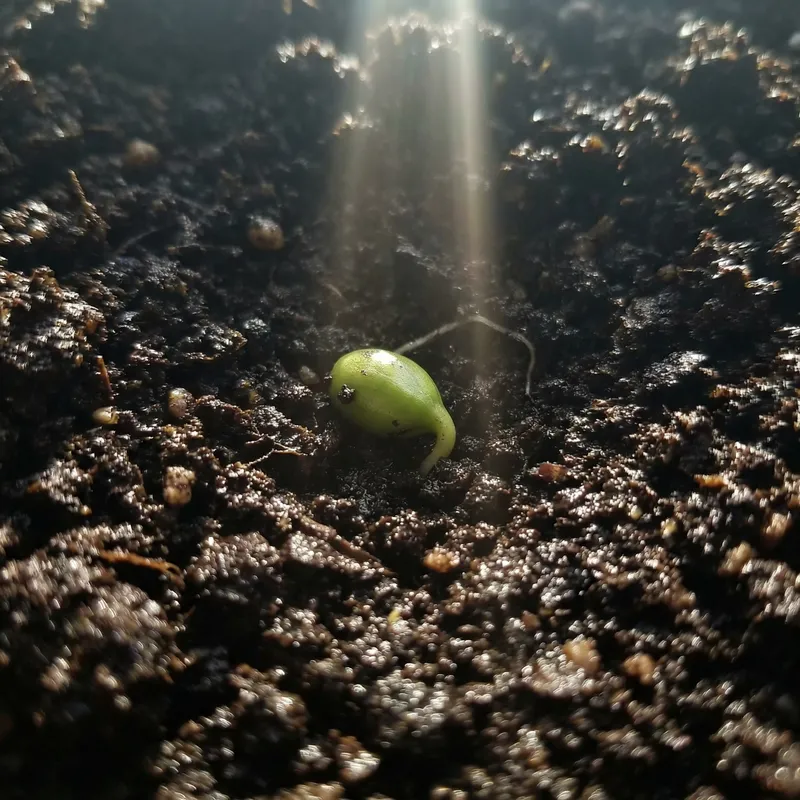 Eggplant Growth: Seasons Seed to Harvest