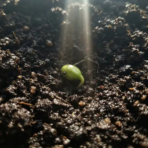 Eggplant Life Cycle: Seasons From Seed to Harvest