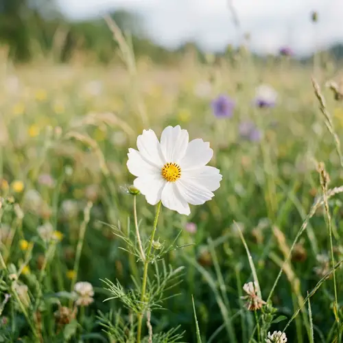 Peaceful Flower - Serenity in Bloom