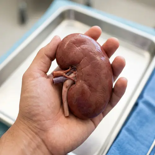 Realistic Human Kidney Held by Unidentifiable Hand