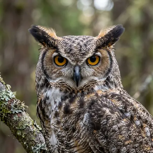 Stunning Animal Portraits | Lifelike Wildlife Art