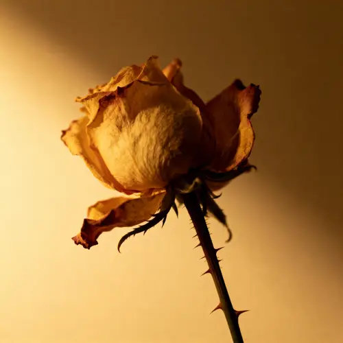 Wilted Rose Album Artwork | Emotive Design