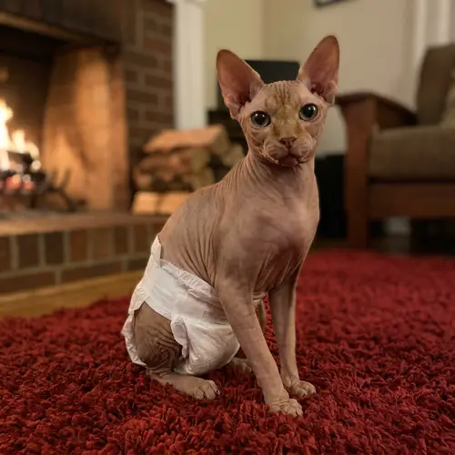 Adorable Sphynx Cat in White Diaper on Red Carpet