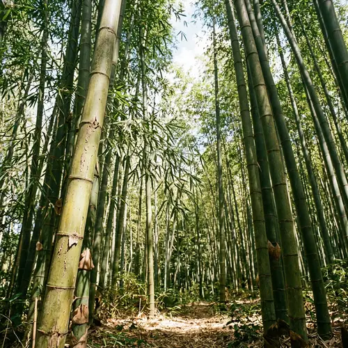 Giant Bamboo Dendrocalamus Asper: Towering Green Canopy