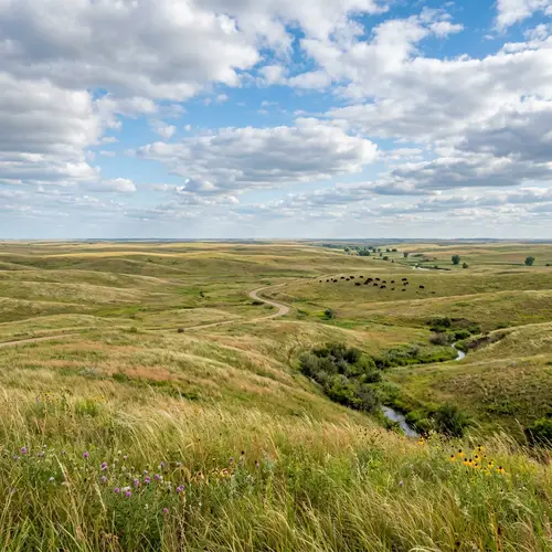 Temperate Grasslands: An Overview