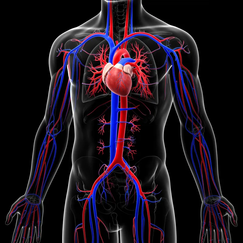 Human Body with Heart and Blood Vessels