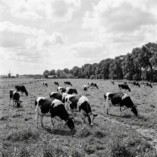Black and White Dutch Cows Grazing in Greenfield