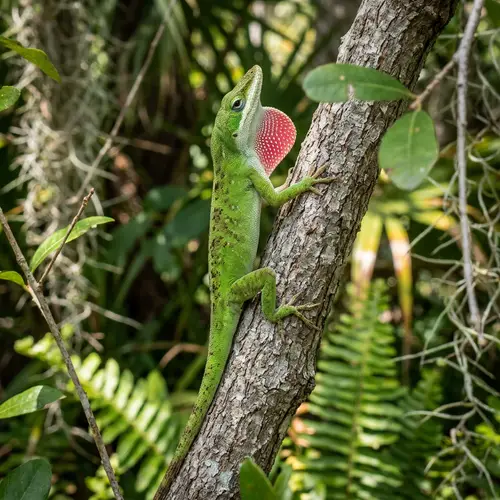 All About Lizards: Species, Habitats, and Care
