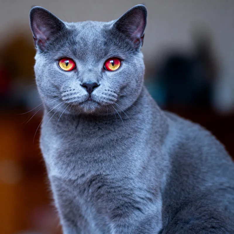 Blue Russian Cat with Red Eyes